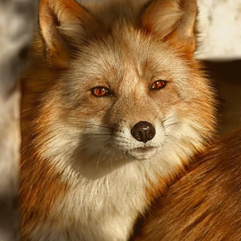 Meet your Posher, Foxly